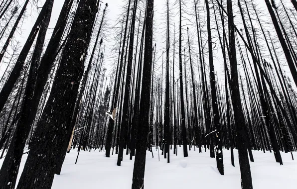 Winter, snow, canada, aftermath, burn, ontario, forest fire, timmins