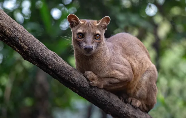 Picture face, branches, lies, bokeh, Fossa