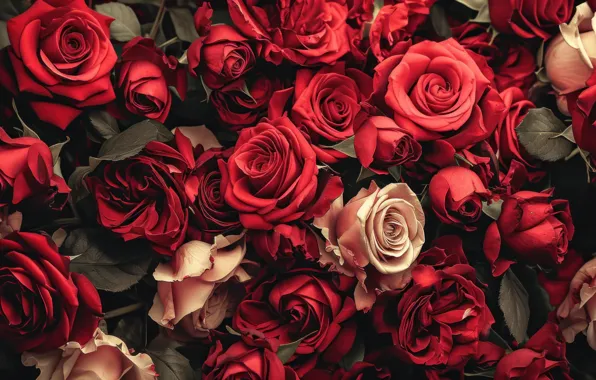 Flowers, roses, AI art, neural network