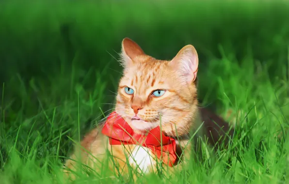 Picture greens, cat, weed, tie