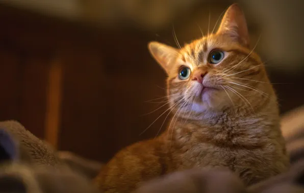 Cat, look, background, red, striped, though