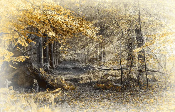 Autumn, forest, nature