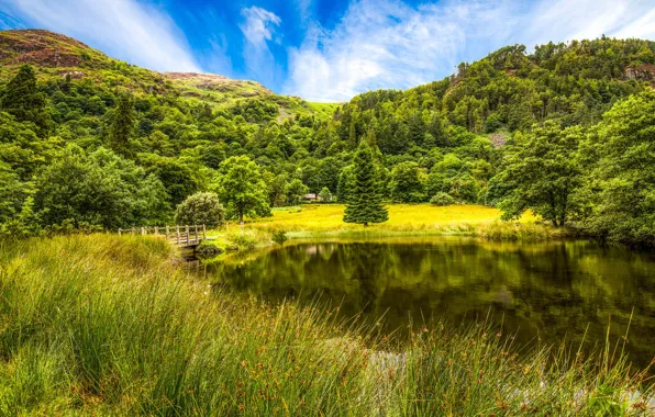 Greens, summer, grass, the sun, trees, bridge, pond, hills
