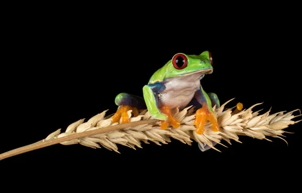 Picture look, macro, pose, green, frog, spikelets, black background, composition