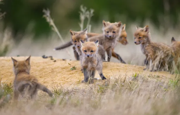 Nature, Fox, kids, bokeh, cubs, brood