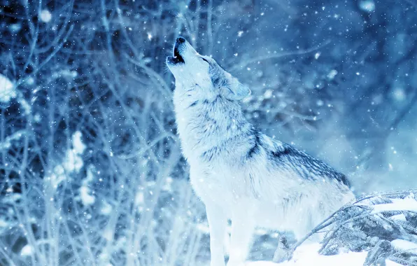 Picture nature, predator, face, animal, wolf, wildlife, portrait, Canis lupus