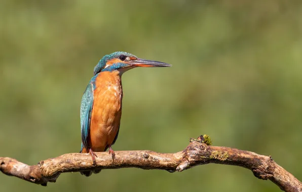 Picture bird, branch, blurred background, Common Kingfisher