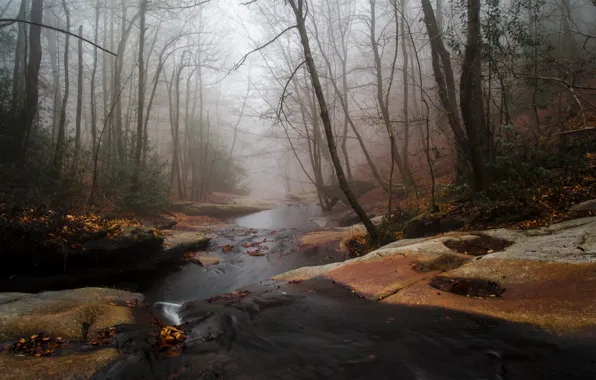Picture autumn, forest, fog, river, stream, stream
