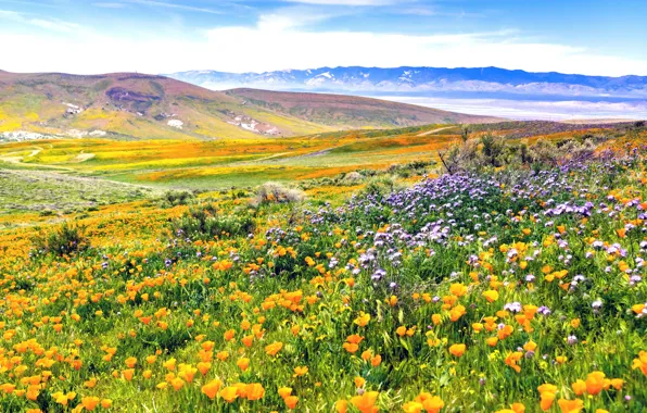 Field, flowers, hills, meadow