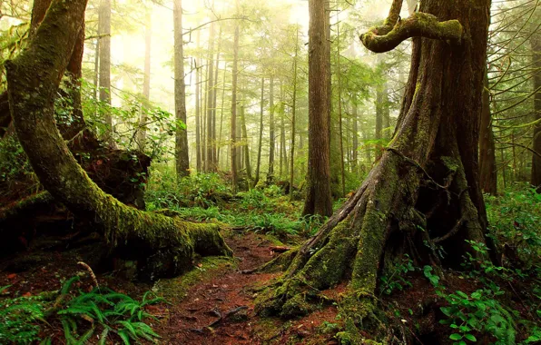 Picture trees, nature, moss, jungle, vines