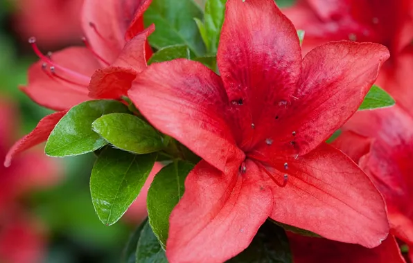 Picture macro, rhododendron, Azalea