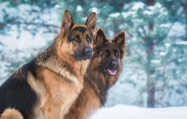 Dogs, German shepherd, shepherd