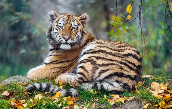 Autumn, look, face, leaves, nature, tiger, background, foliage