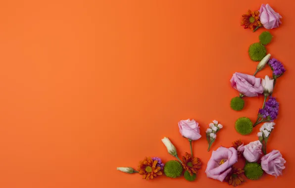 Flowers, chrysanthemum, eustoma