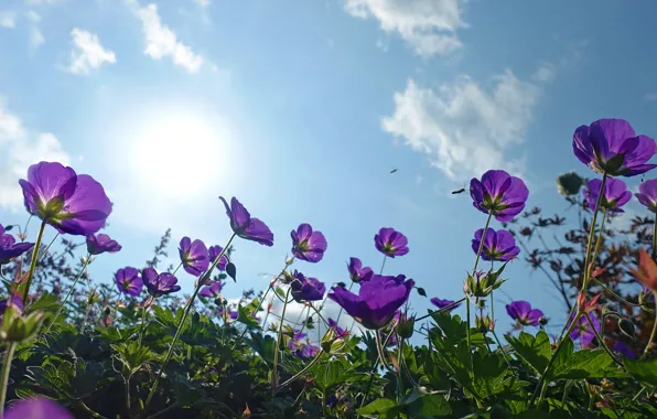 Summer, the sky, the sun, clouds, light, flowers, blue, meadow