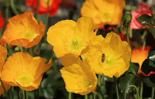 Summer, macro, flowers, bee, Maki, yellow