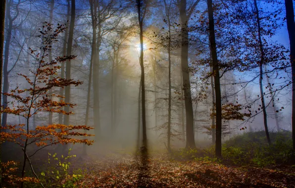 Autumn, forest, fog, morning