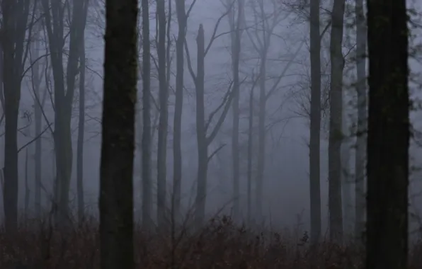Winter, trees, nature, fog, France, France, Forest of Retz, Kerscaven Gilbert
