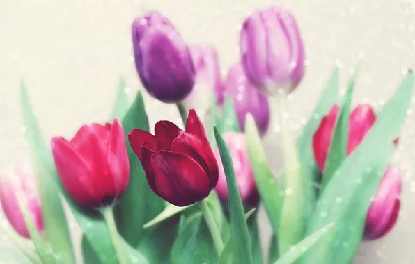 Flowers, background, tulips