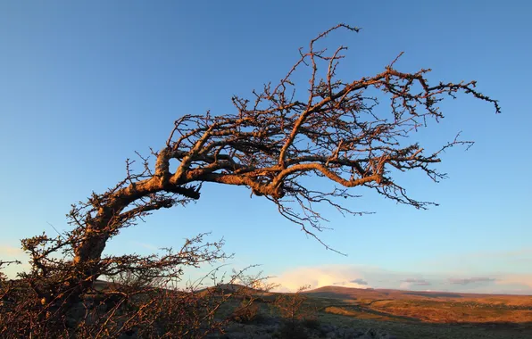 The sky, trees, landscape, nature