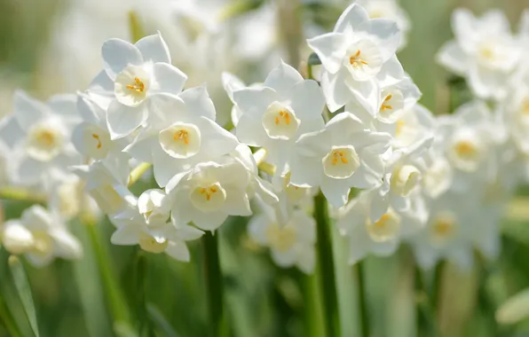 Macro, spring, daffodils