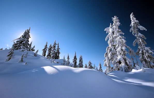 Winter, the sky, the sun, light, snow, trees, nature, tree