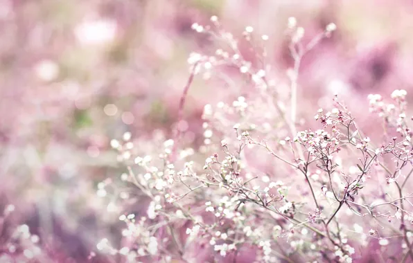 Picture pink, plant, bokeh