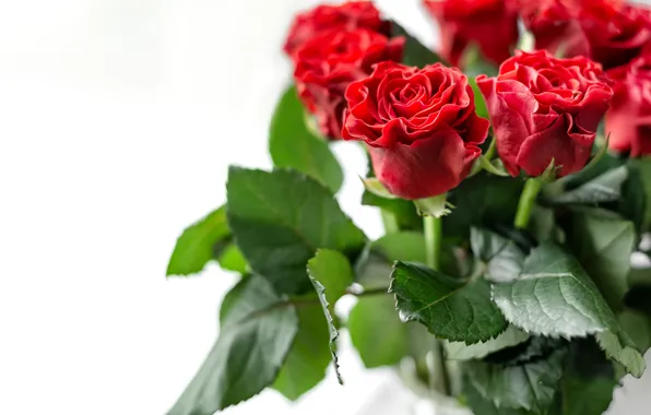 Picture white, red, background, roses