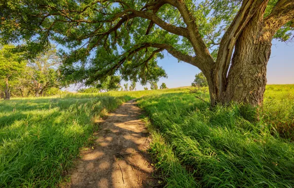 Picture road, summer, trees
