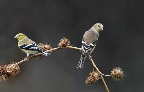 Birds, background, branch, barb, bokeh, goldfinches, Goldfinches