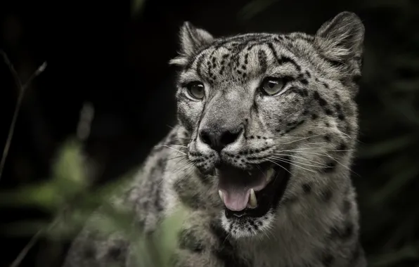 Picture predator, IRBIS, snow leopard