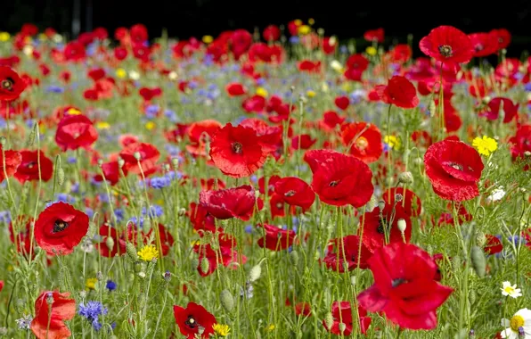 Picture summer, Maki, chamomile, meadow, cornflowers