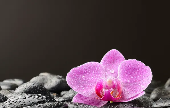 Picture drops, stones, Orchid