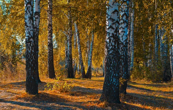 Picture autumn, forest, leaves, landscape, sunset, nature, beauty, birch