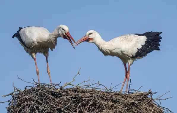 Birds, socket, storks