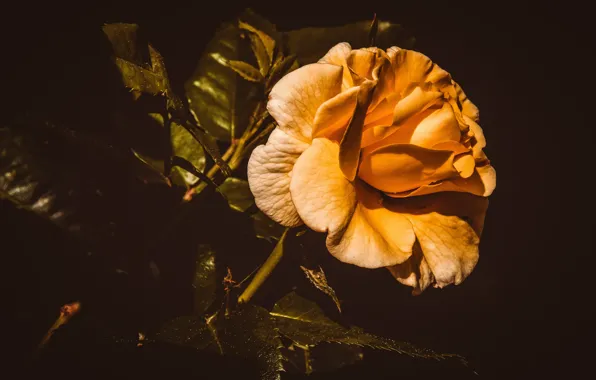 Leaves, flowers, orange, yellow, the dark background, roses, buds