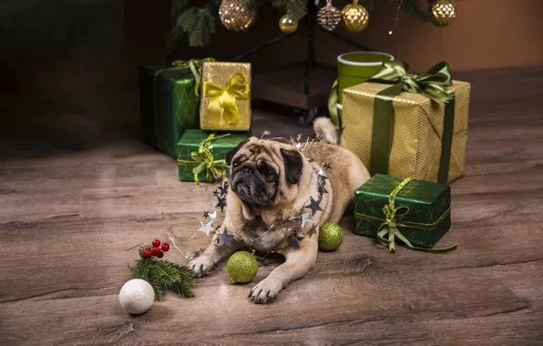 Look, balls, room, Board, dog, green, Christmas, gifts