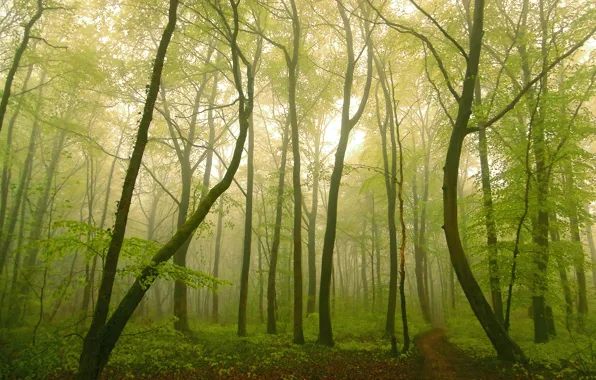 Picture forest, fog, path, fog, path, Forest