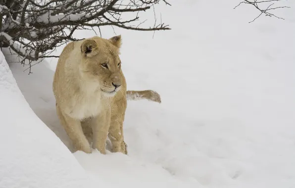 Picture winter, face, snow, branches, predator, lioness, wild cat, zoo