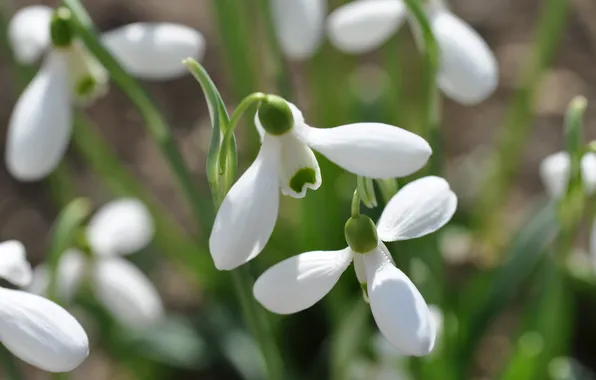 Flowers, nature, spring, snowdrops
