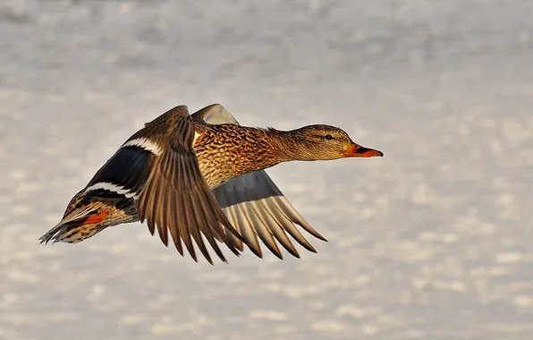 Flight, nature, wings, duck