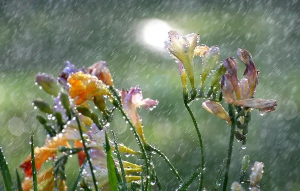 Drops, flowers, rain, freesia