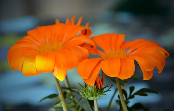 Flowers, orange, flowers, orange, bokeh, bokeh