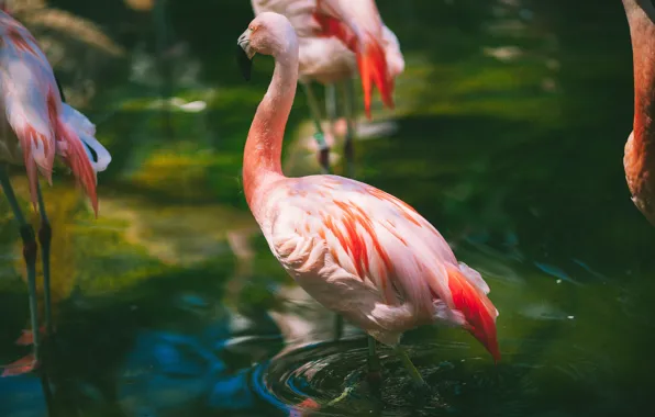Water, pink, feathers, Flamingo, rtica