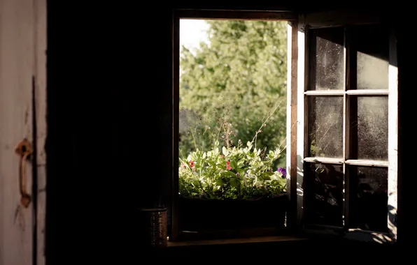 Nature, room, window
