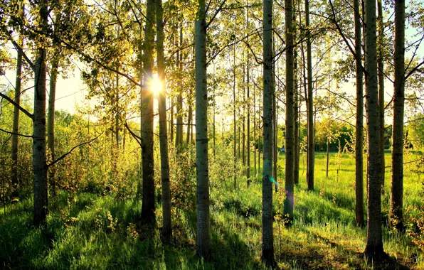 Picture forest, grass, the sun, birch