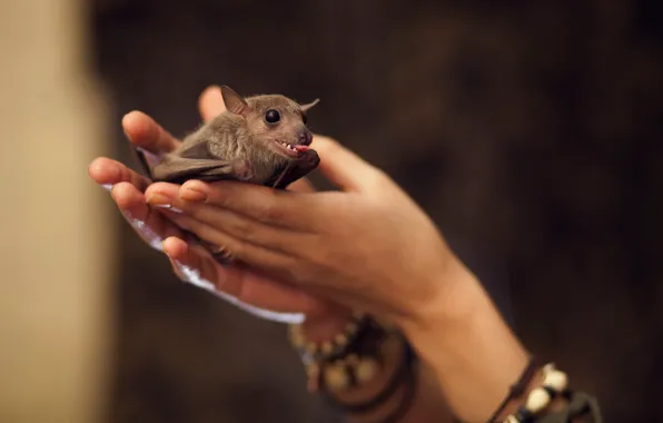 Picture background, hands, bat