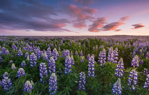 Picture field, flowers, lilac, lupins