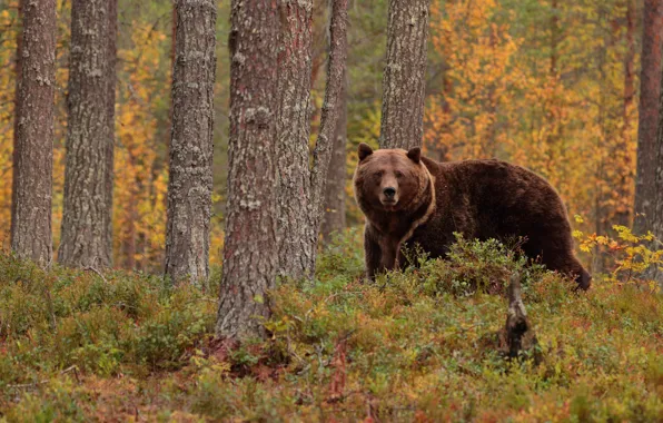 Autumn, forest, look, trees, glade, foliage, bear, walk