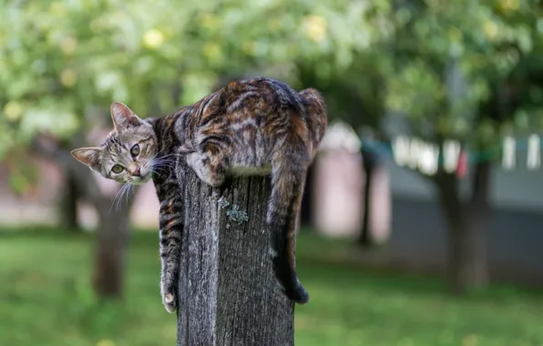 Picture cat, stump, blur, striped